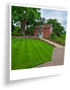 my lawn