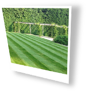 my lawn